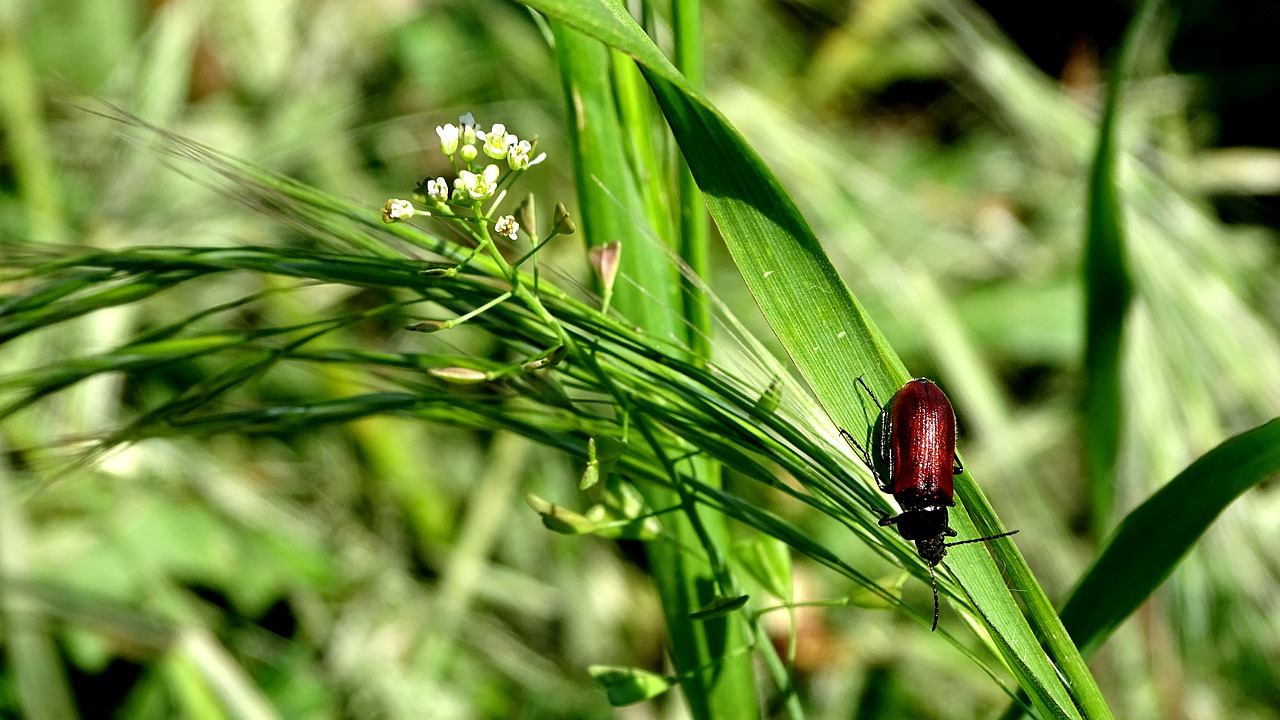 Vabaliukas,  Žolė,  Meadow,  Pobūdį,  Vabzdys,  Vasara, Nemokamos Nuotraukos,  Nemokama Licenzija