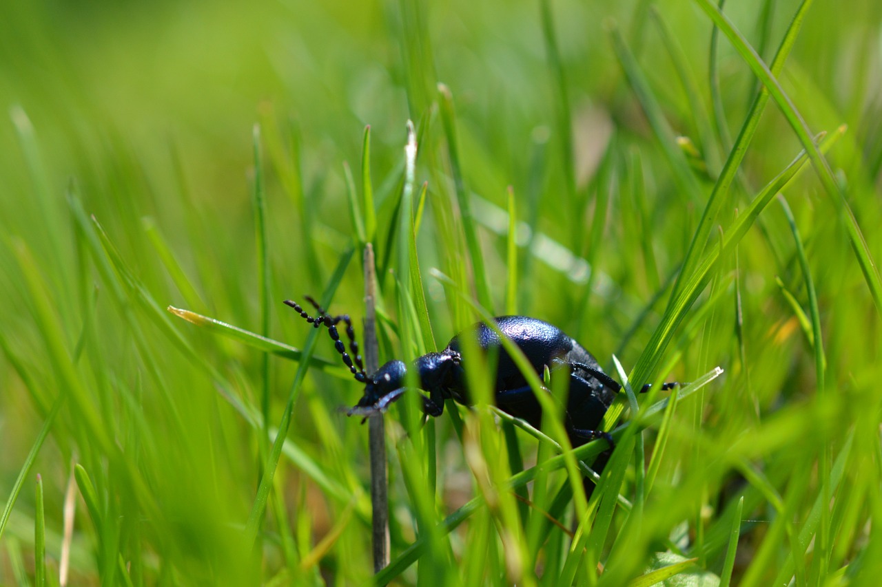 Vabalas, Vabzdys, Gamta, Gyvūnas, Makro, Žolė, Juoda, Nemokamos Nuotraukos,  Nemokama Licenzija