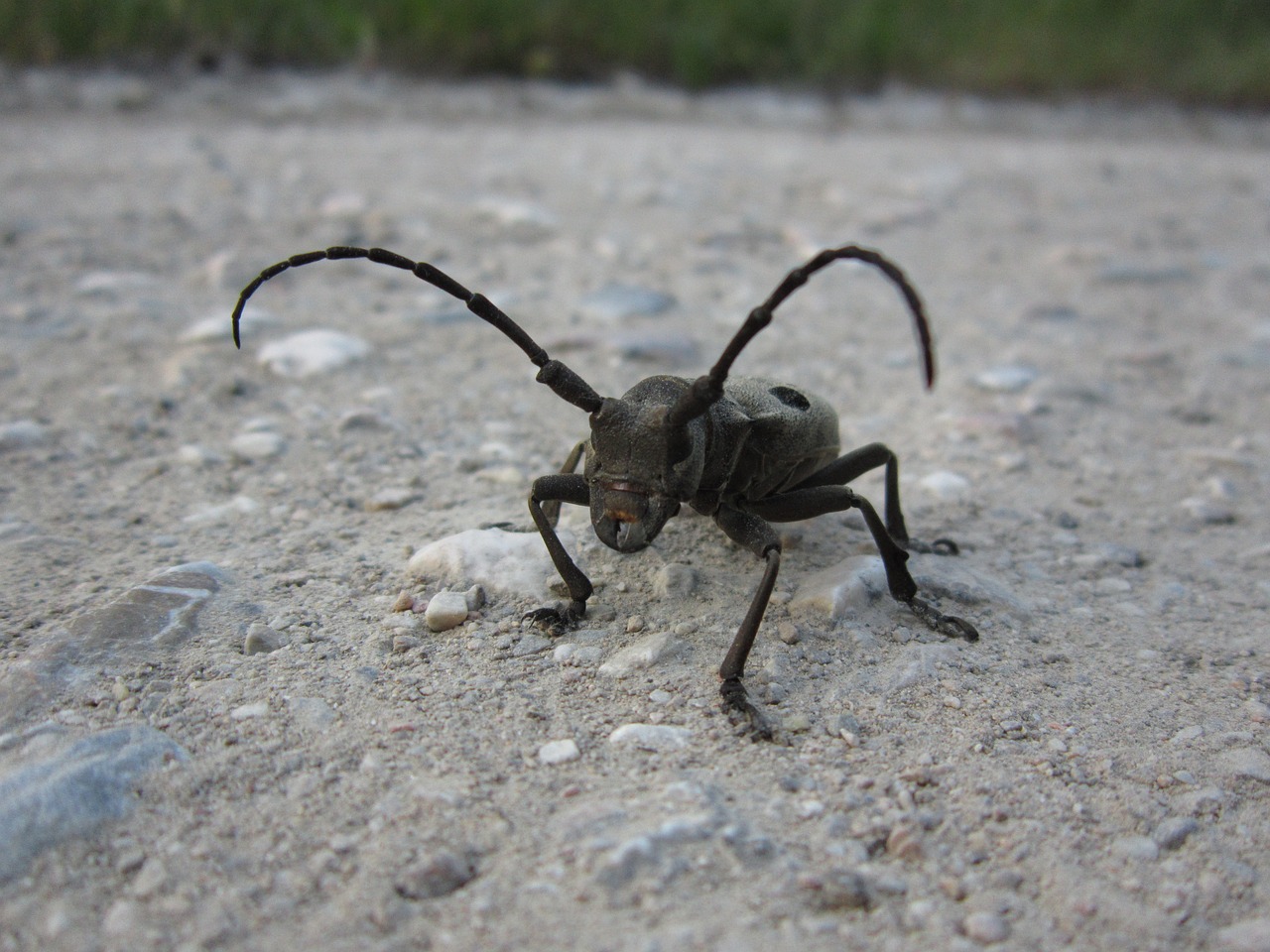 Vabaliukas,  Coleoptera,  Pragaištingasis Morimas,  Longhorn Vabaliukas,  Vabzdys,  Klaidą, Nemokamos Nuotraukos,  Nemokama Licenzija