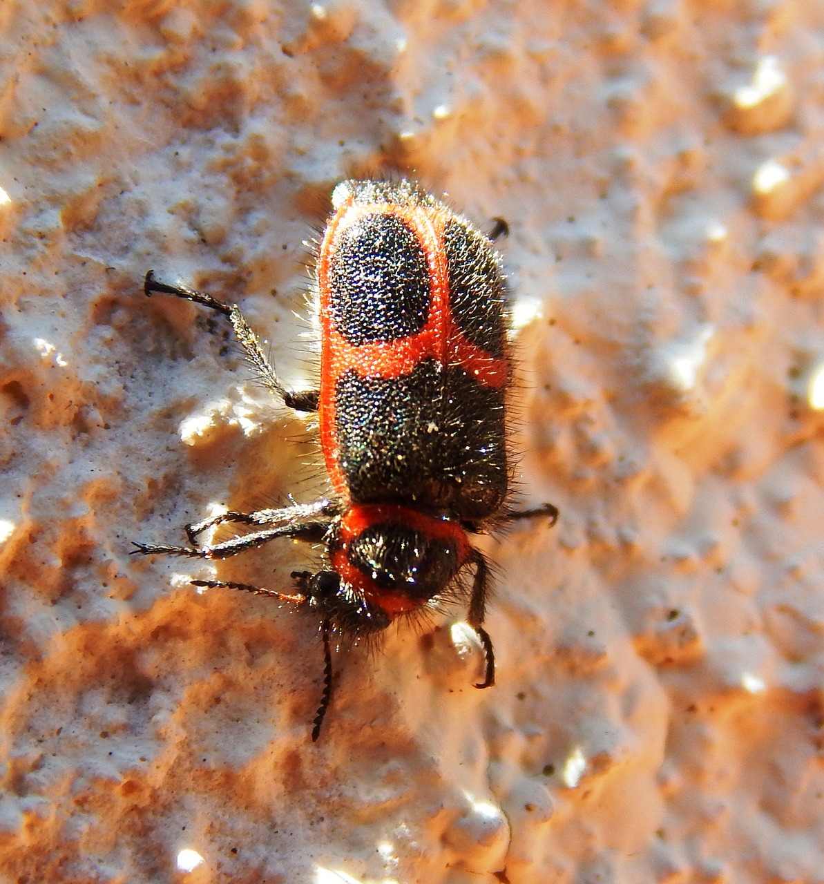 Vabalas, Vabzdys, Sparnai, Raudona, Antenos, Nariuotakojų, Gyvūnas, Nemokamos Nuotraukos,  Nemokama Licenzija