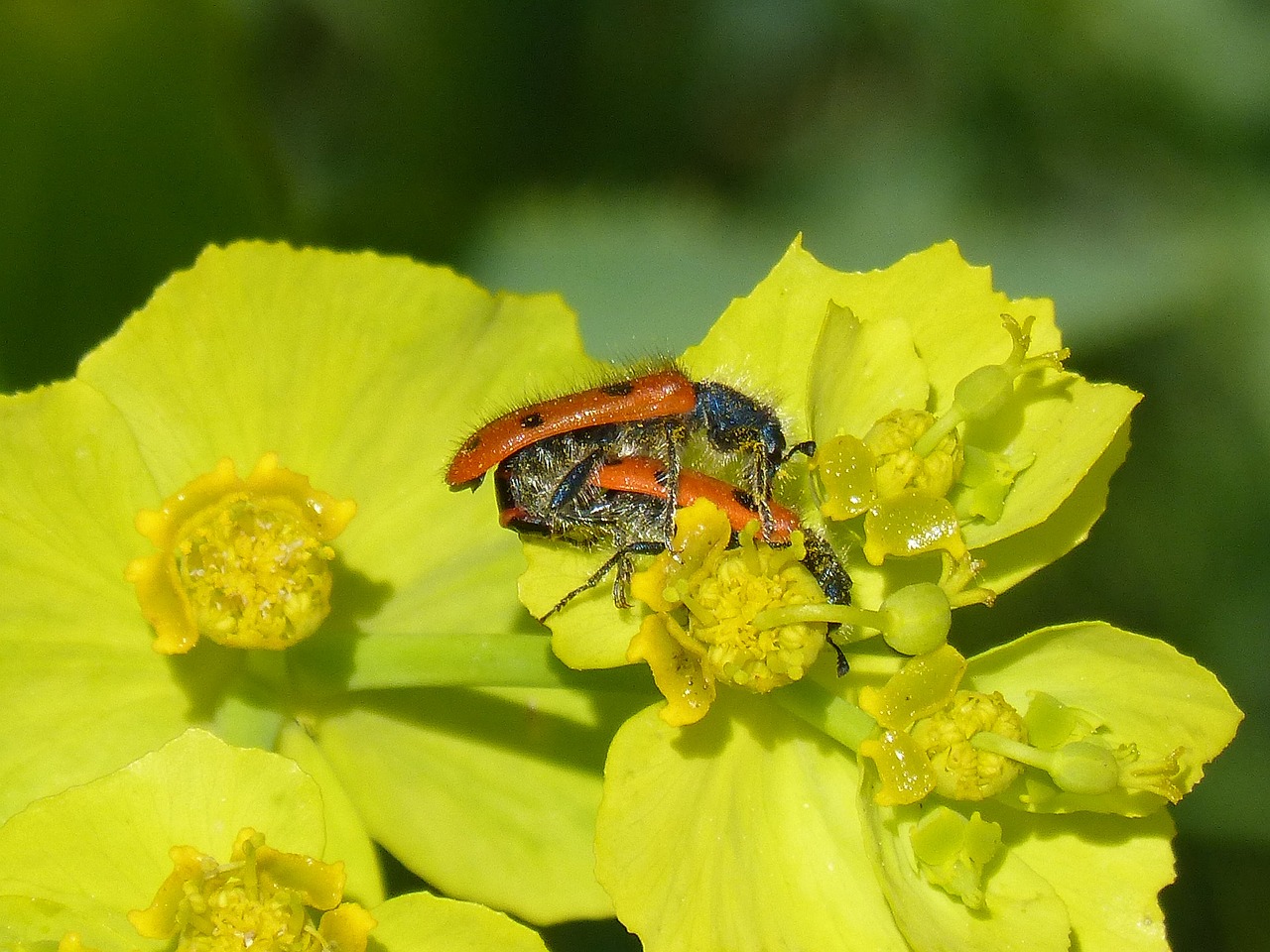 Vabaliukas Meloideo,  Klaidinga Boružė,  Mylabris Quadripunctata,  Vabzdžių Veisimo,  Pavasaris,  Vabzdžių Santykiai,  Pobūdį,  Gėlė,  Vabzdys,  Lauke