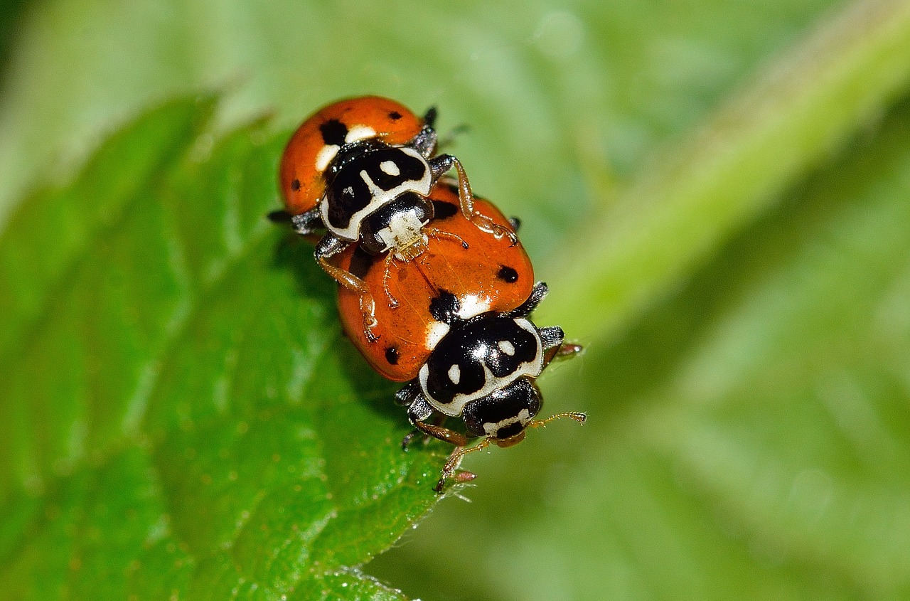 Vabalai, Boružė, Jungtis, Hipodamija, Variegata, Nemokamos Nuotraukos,  Nemokama Licenzija