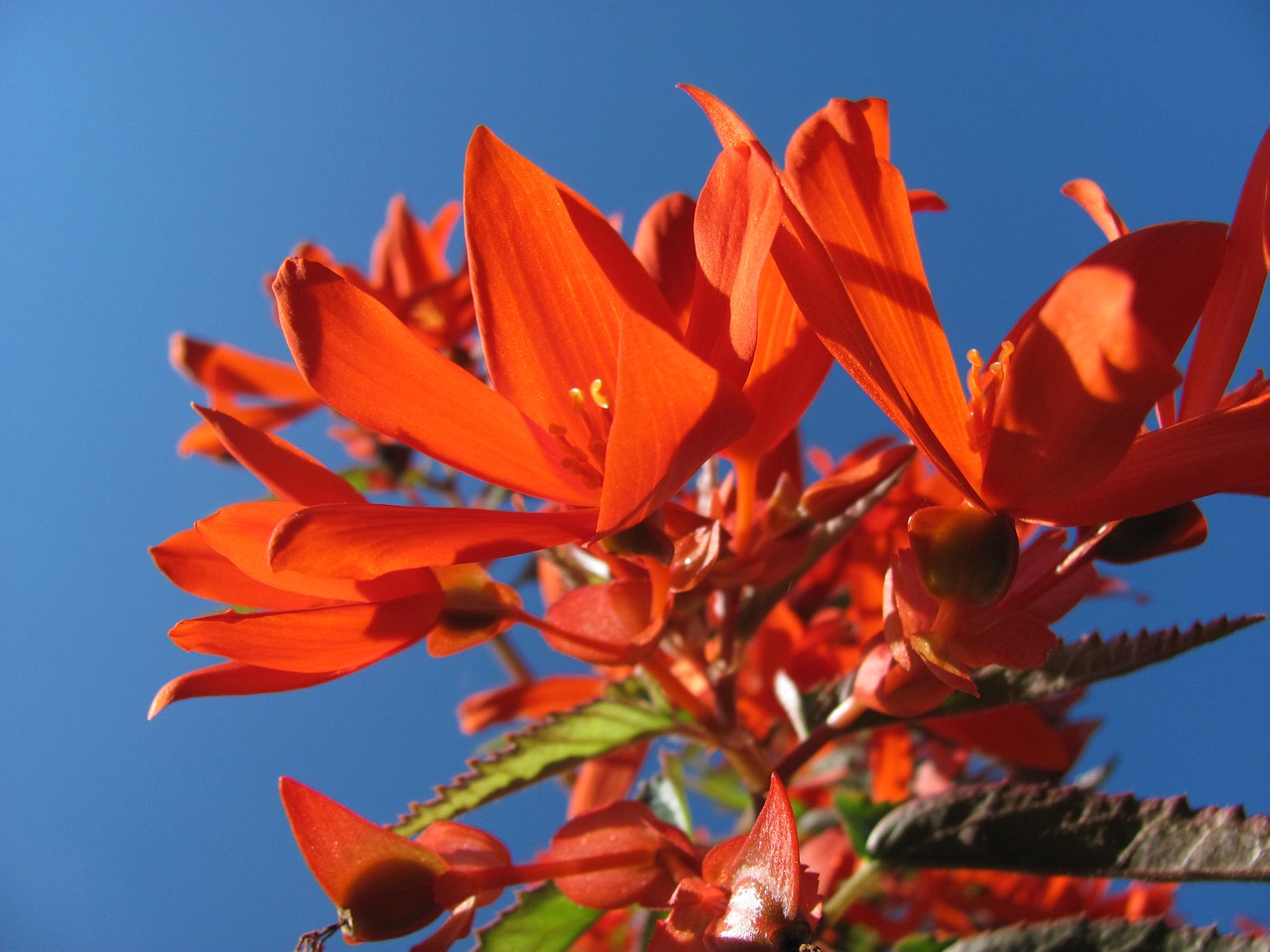 Begonia, Žiedas, Žydėti, Dekoratyvinis Augalas, Šviesus, Gėlės, Drakonas Liežuvis, Spalvinga, Balkonų Gamykla, Kabantis Augalas