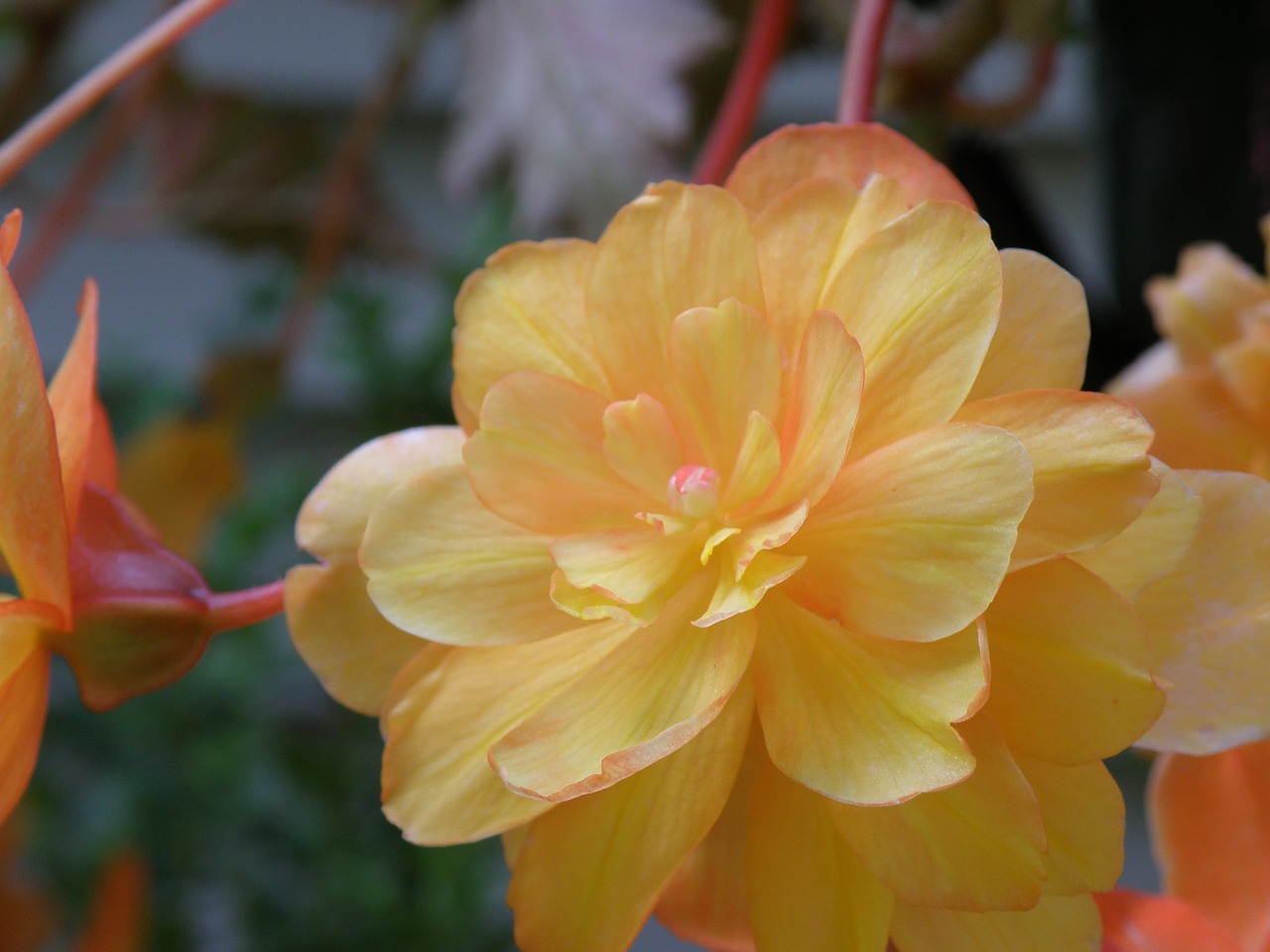 Begonia,  Geltona,  Rožinis,  Persikas,  Gėlė,  Žydi,  Pobūdį,  Romantiškas,  Vasara,  Žiedas