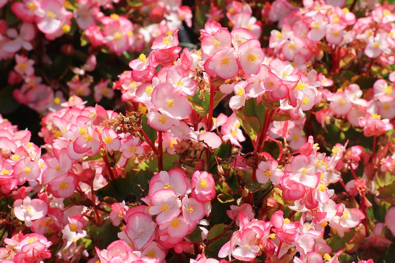 Begonia,  Gėlės,  Mažytės Gėlės,  Rožinis,  Vasara,  Pobūdį,  Dekoratyvinis,  Augalų,  Gražus, Nemokamos Nuotraukos