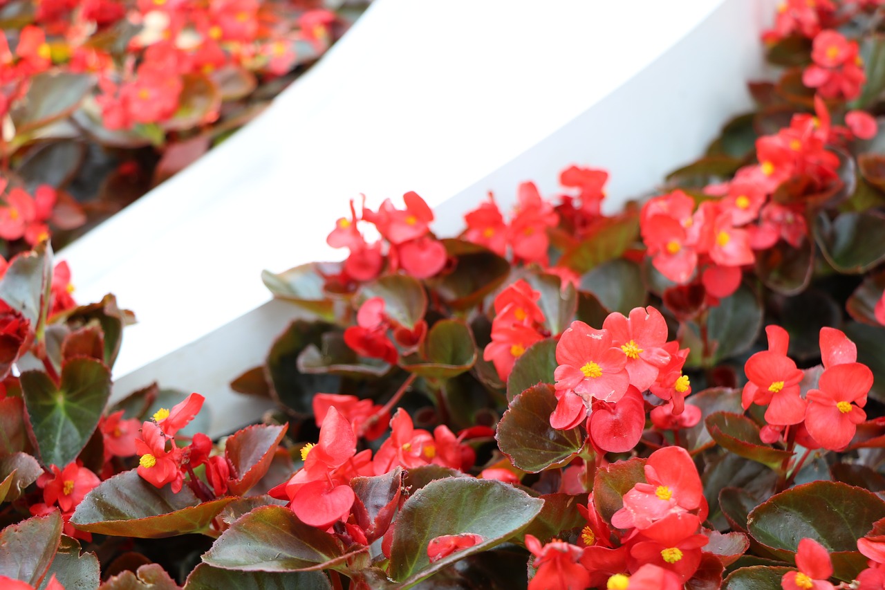 Begonia,  Blizgantis,  Floros,  Spalva,  Augalų,  Pobūdį,  Raudona,  Makro,  Gėlė,  Sodas