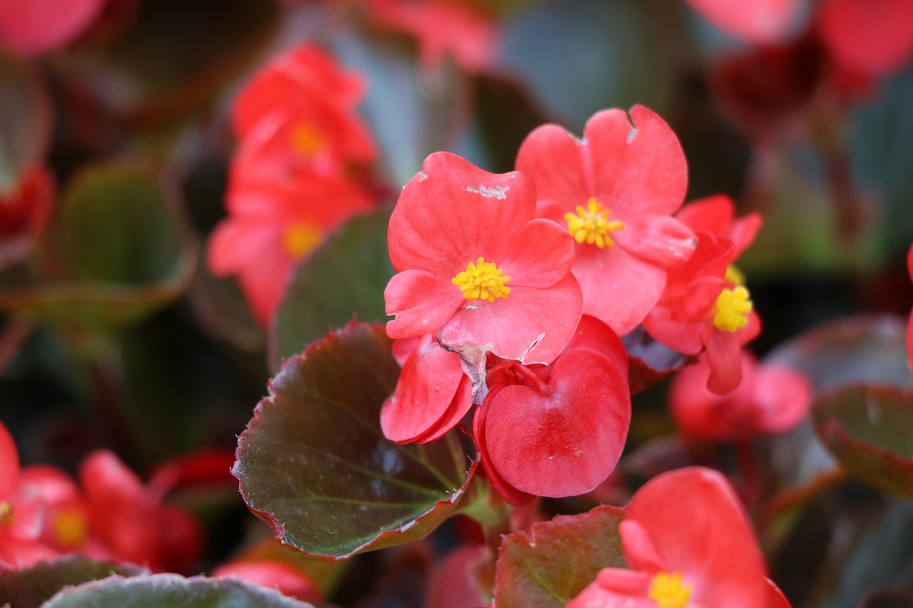 Begonia,  Blizgantis,  Floros,  Spalva,  Augalų,  Pobūdį,  Raudona,  Makro,  Gėlė,  Sodas