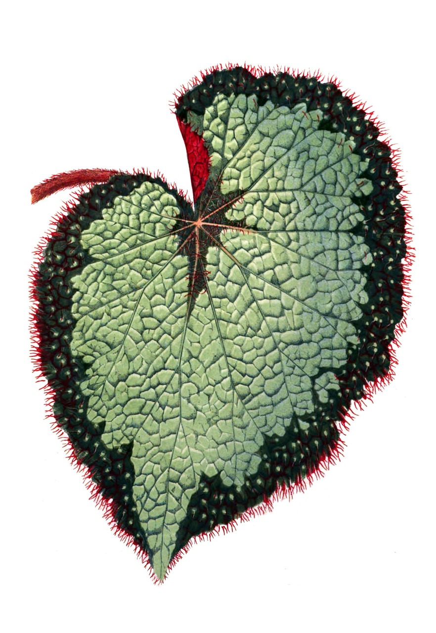 Begonia Lapai, Botanika, Lapai, Begonia, Gamta, Augalas, Nemokamos Nuotraukos,  Nemokama Licenzija