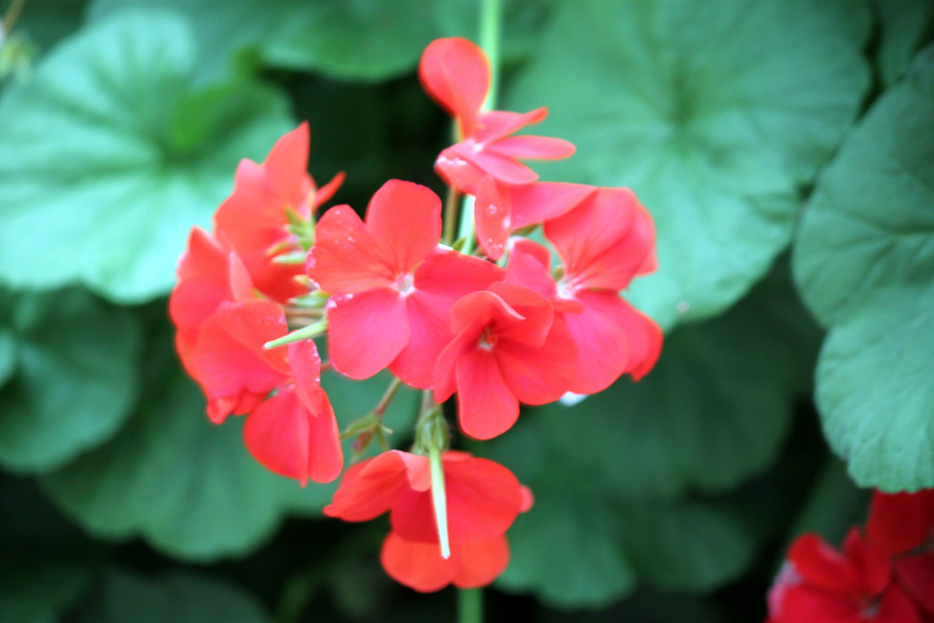 Begonia,  Raudona,  Gėlė,  Begonija Raudona Gėlė, Nemokamos Nuotraukos,  Nemokama Licenzija