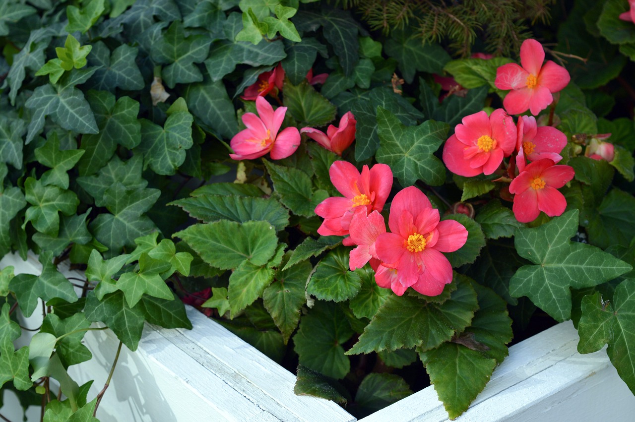 Begonia Gumbai, Begonia Rausva, Begonijos Gėlės, Begonia, Apželdinimas, Gėlė, Augalas, Geliu Lova, Žydėti, Gražus