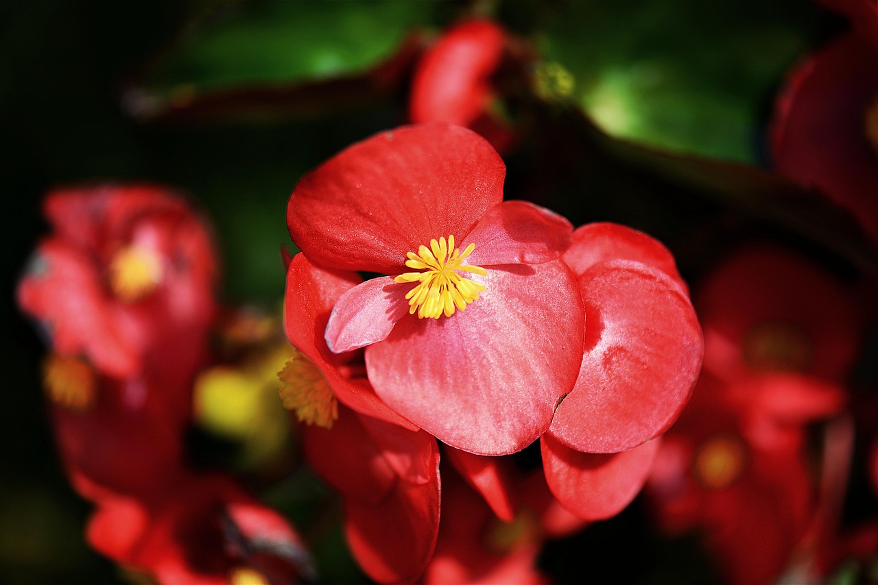 Begonijos, Žiedas, Žydėti, Raudona, Balkonų Gamykla, Begonia, Žydėti, Uždaryti, Šviesus, Nemokamos Nuotraukos