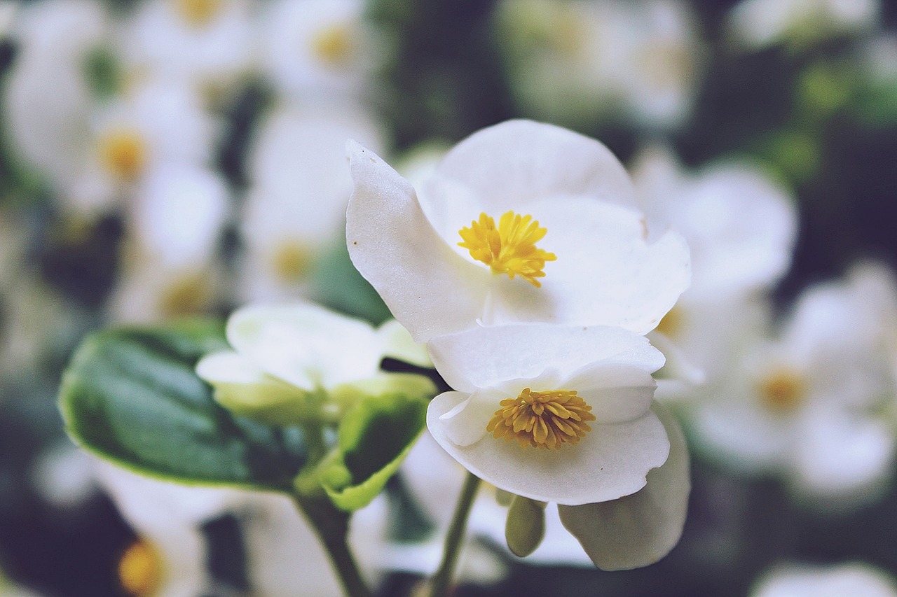 Begonijos, Gėlės, Balta, Šviesus, Begonia, Dievo Akys, Begoniaceae, Flora, Ledo Begonias, Dekoratyvinis Augalas