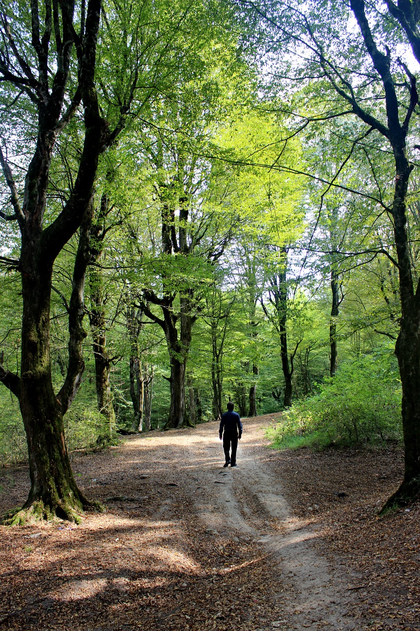 Miškas, Behshahr, Iranas, Asmuo, Siluetas, Patinas, Vaikščioti, Kelias, Nemokamos Nuotraukos,  Nemokama Licenzija