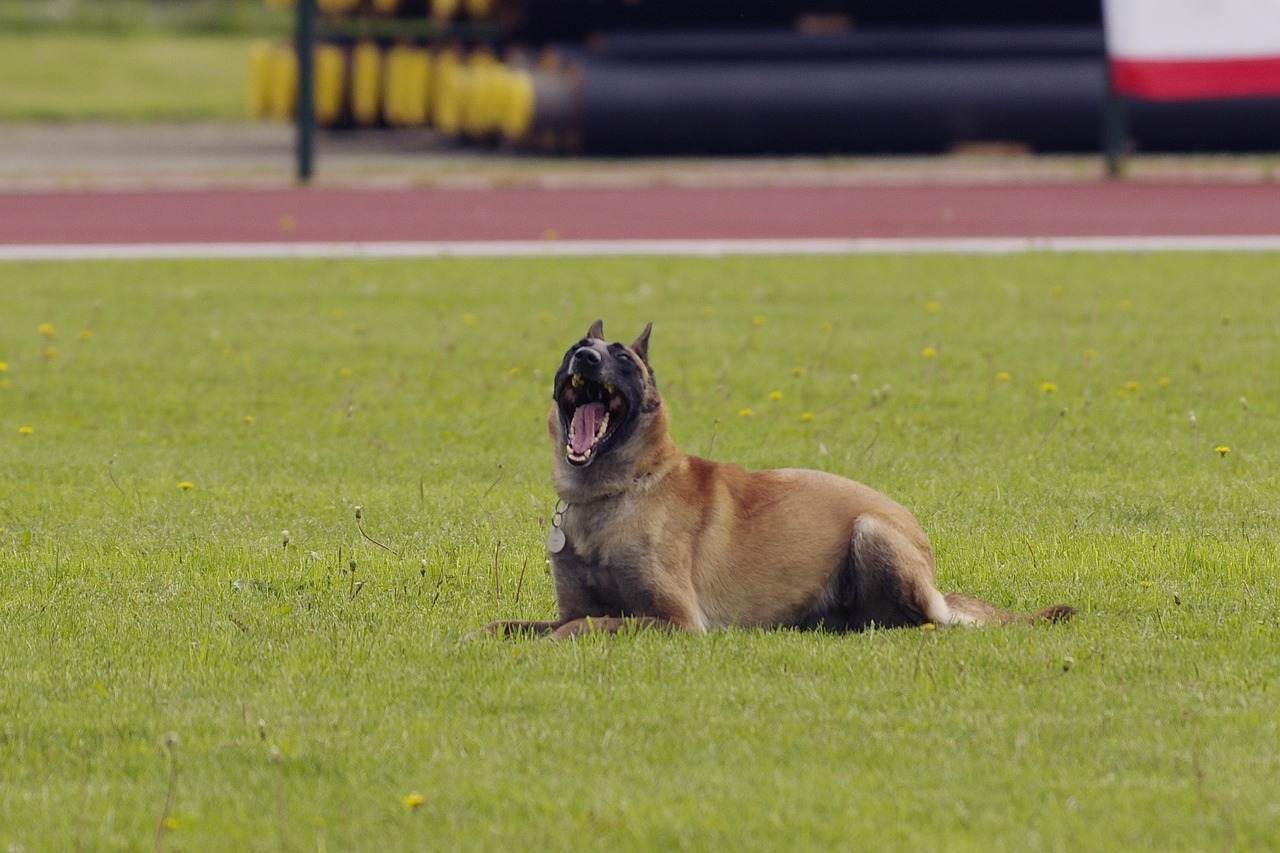 Belgijos Aviganis,  Malinois,  Šuo,  Nustatantis, Nemokamos Nuotraukos,  Nemokama Licenzija