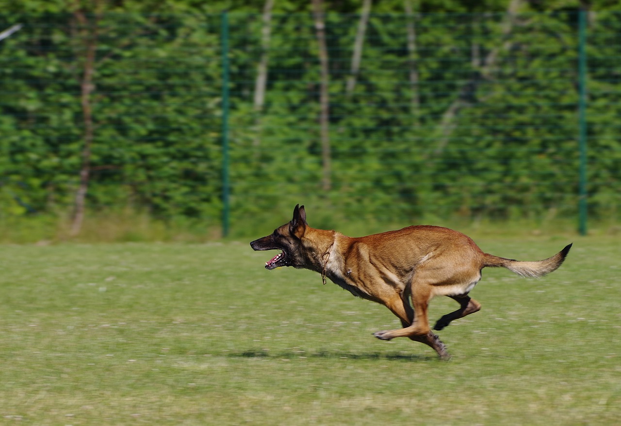 Belgijos Aviganis Malinois, Šuo, Bėgimas, Nemokamos Nuotraukos,  Nemokama Licenzija