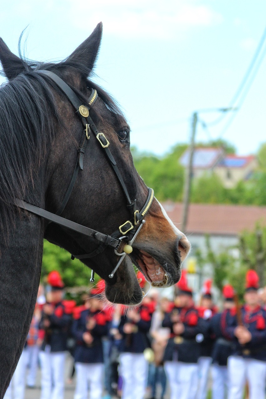 Belgija, Gerpinnes, Šventoji Rolande, Napoleonas, Folkloras, Arklys, Nemokamos Nuotraukos,  Nemokama Licenzija