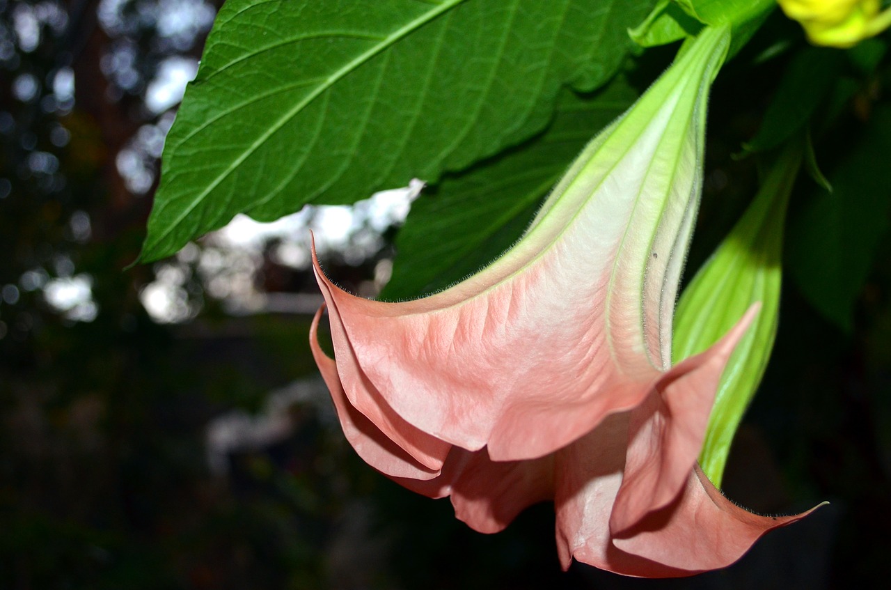 Varpas, Gėlė, Dobilo Piktžolių Medis, Brugmansia, Augalas, Rožinis, Haliucinogenas, Scopolaminas, Nemokamos Nuotraukos,  Nemokama Licenzija