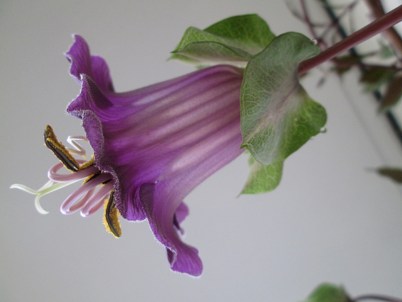 Varpinė, Alpinistas, Žiedas, Žydėti, Violetinė, Gamta, Augalas, Violetinė, Nemokamos Nuotraukos,  Nemokama Licenzija