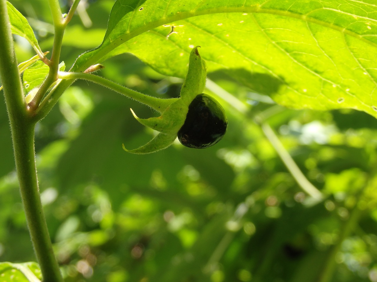 Belladonna, Atropa Belladonna, Toksiškas, Nachtschattengewächs, Juoda Uoga, Nemokamos Nuotraukos,  Nemokama Licenzija