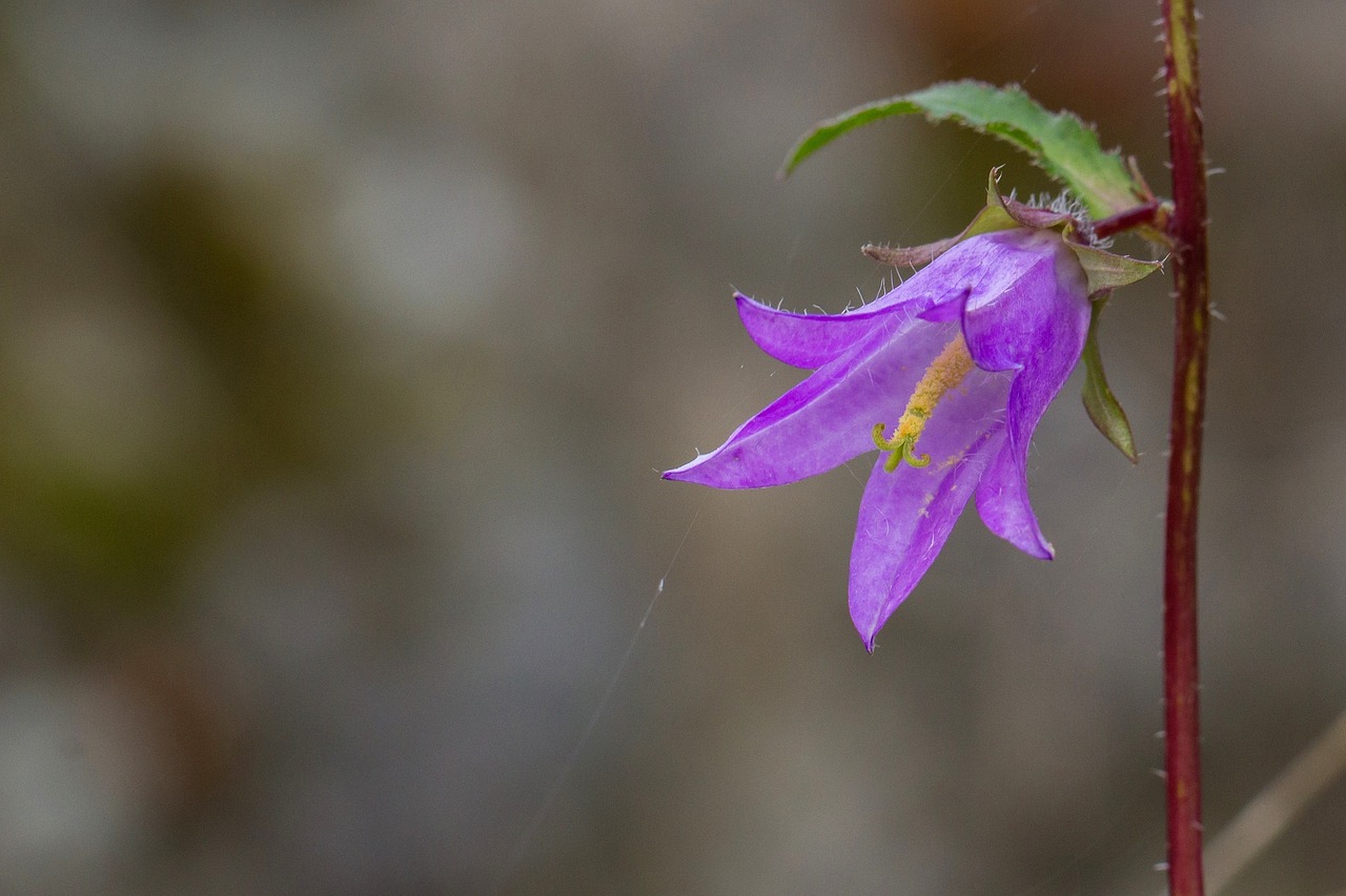 Varpelė, Žiedas, Žydėti, Makro, Campanula, Uždaryti, Laukinis Augalas, Ruduo, Nemokamos Nuotraukos,  Nemokama Licenzija