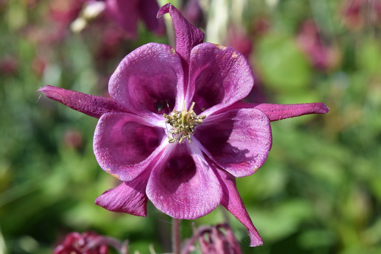 Varpelė, Violetinė, Gėlė, Žiedas, Žydėti, Gamta, Flora, Augalas, Violetinė, Campanula