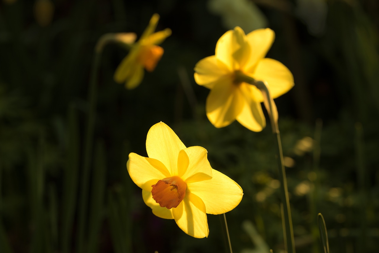 Varpelė, Gėlė, Žiedas, Žydėti, Gamta, Žydėti, Pavasaris, Flora, Augalas, Geltona