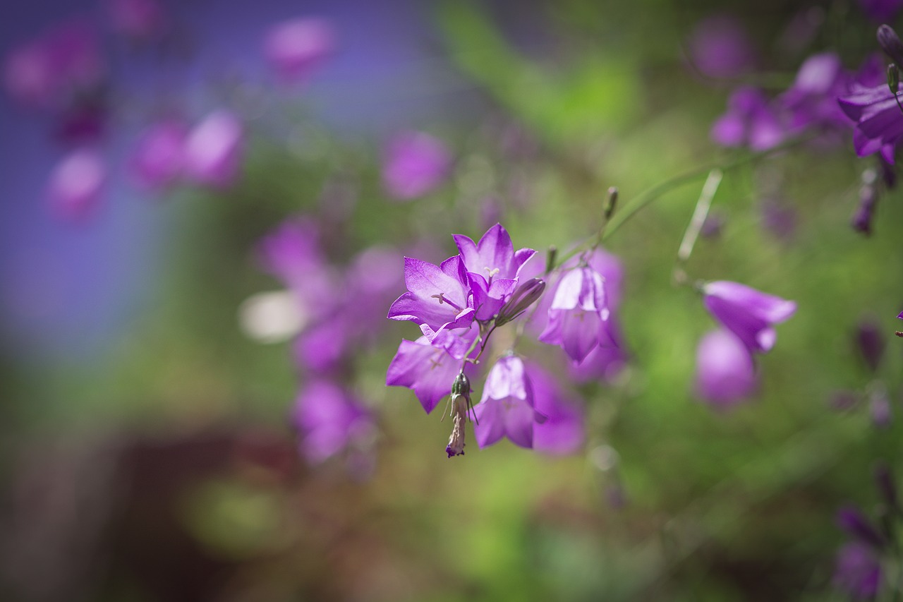 Varpelė, Violetinė, Violetine Svogūnėlė, Bellflower Šeima, Campanulaceae, Gėlė, Gėlės, Gėlė Violetinė, Purpurinė Gėlė, Sodas