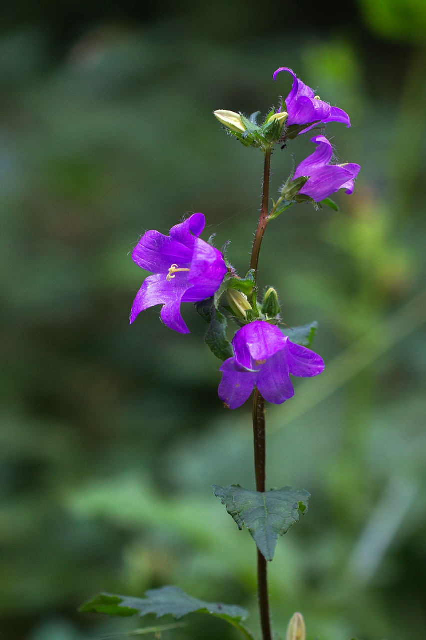 Varpelė, Campanula, Žiedas, Žydėti, Violetinė, Laukinė Gėlė, Laukinis Augalas, Gamta, Miškas, Spalva