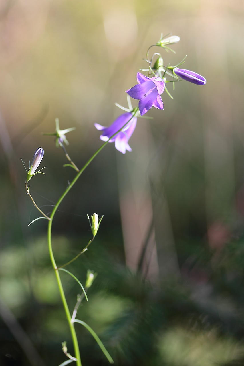 Varpelė, Laukinė Gėlė, Vasara, Gėlė, Smulki Bellflower, Flora, Mėlyna Violetinė, Laukinis Augalas, Žiedynas, Uždaryti