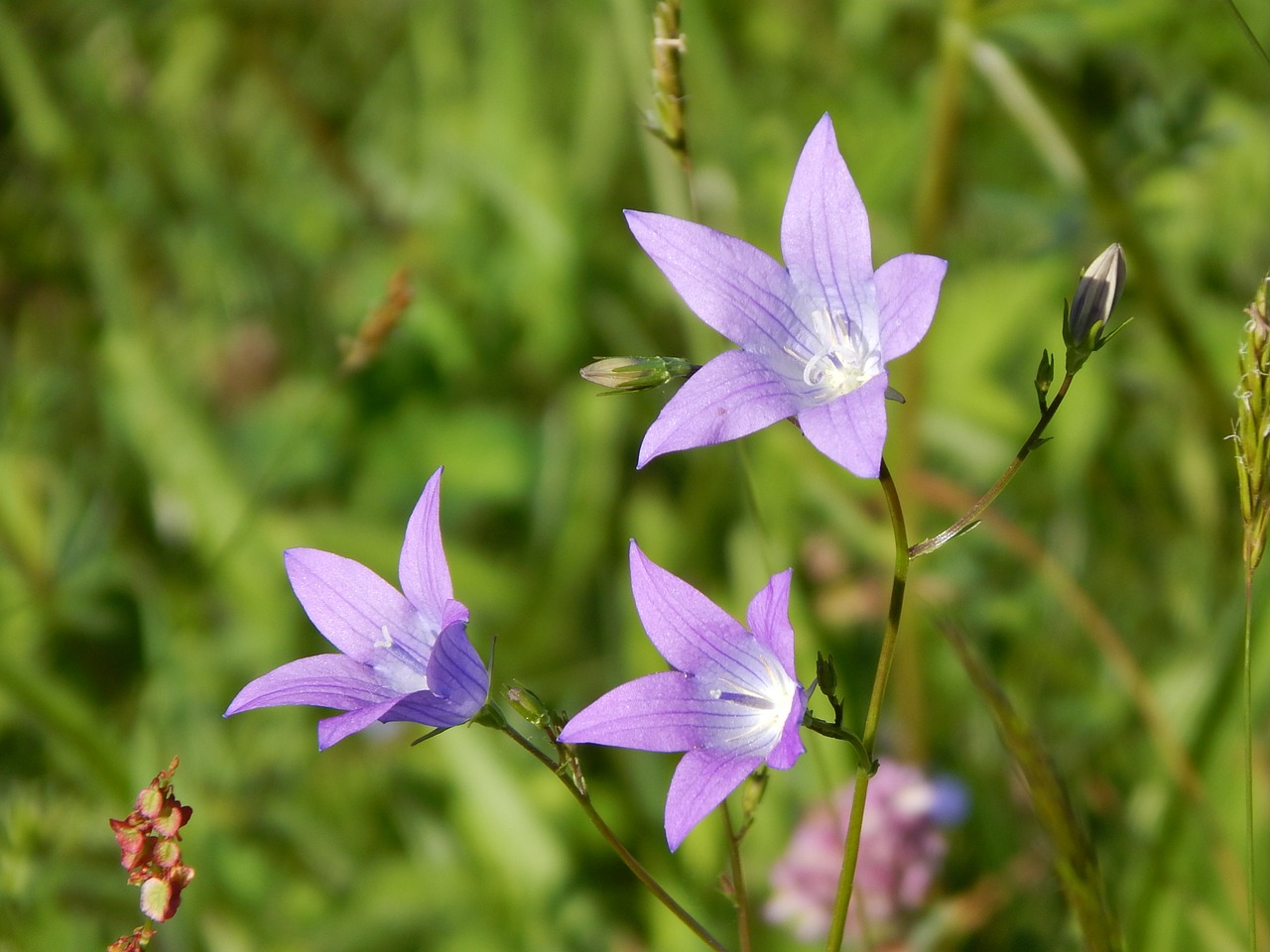 Varpelė, Vasara, Žiedas, Žydėti, Pieva, Purpurinė Gėlė, Violetinė, Violetinė, Nemokamos Nuotraukos,  Nemokama Licenzija