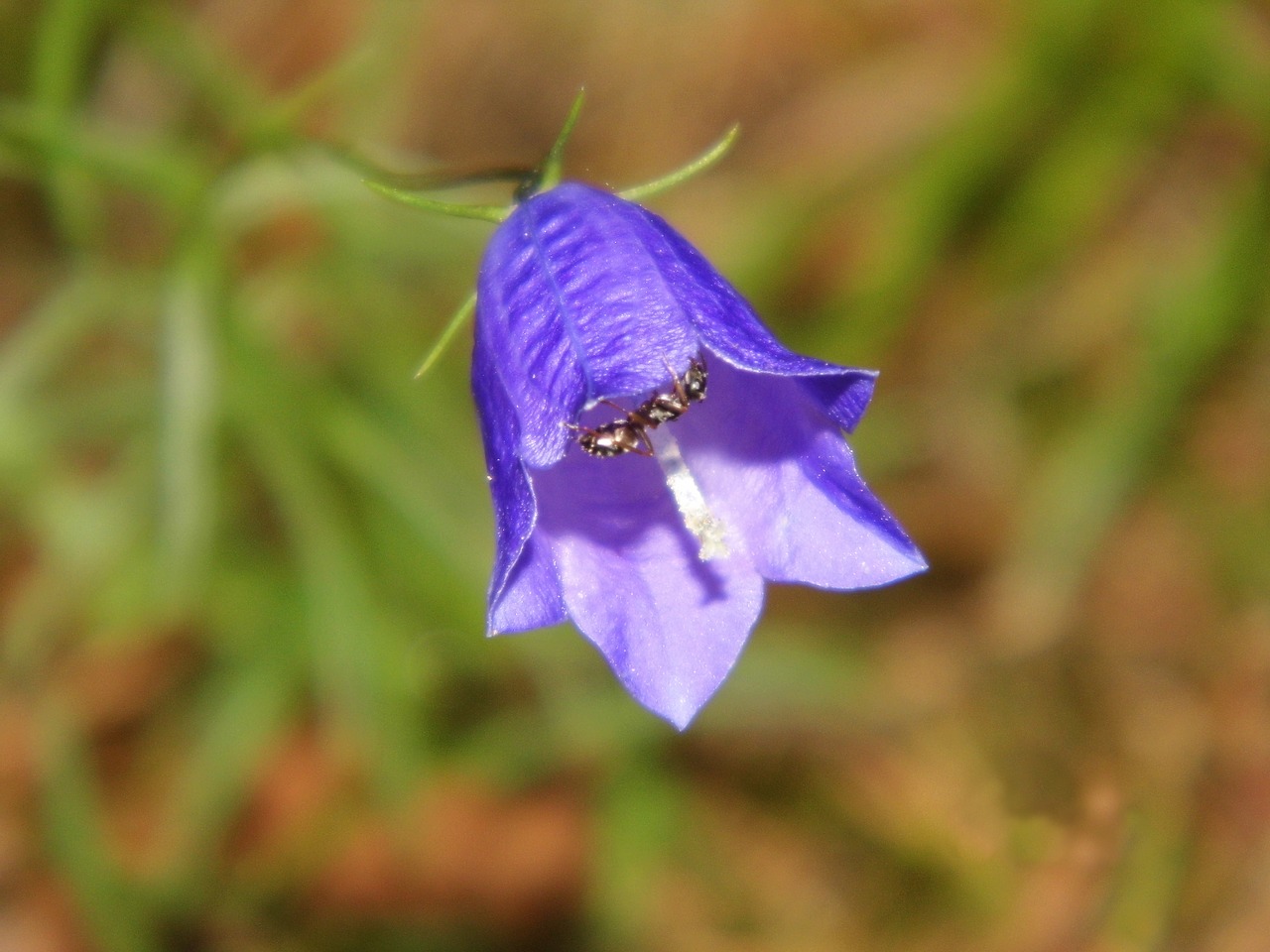 Varpelė, Ant, Gėlė, Augalas, Vabzdys, Žiedas, Žydėti, Gamta, Violetinė, Gražus