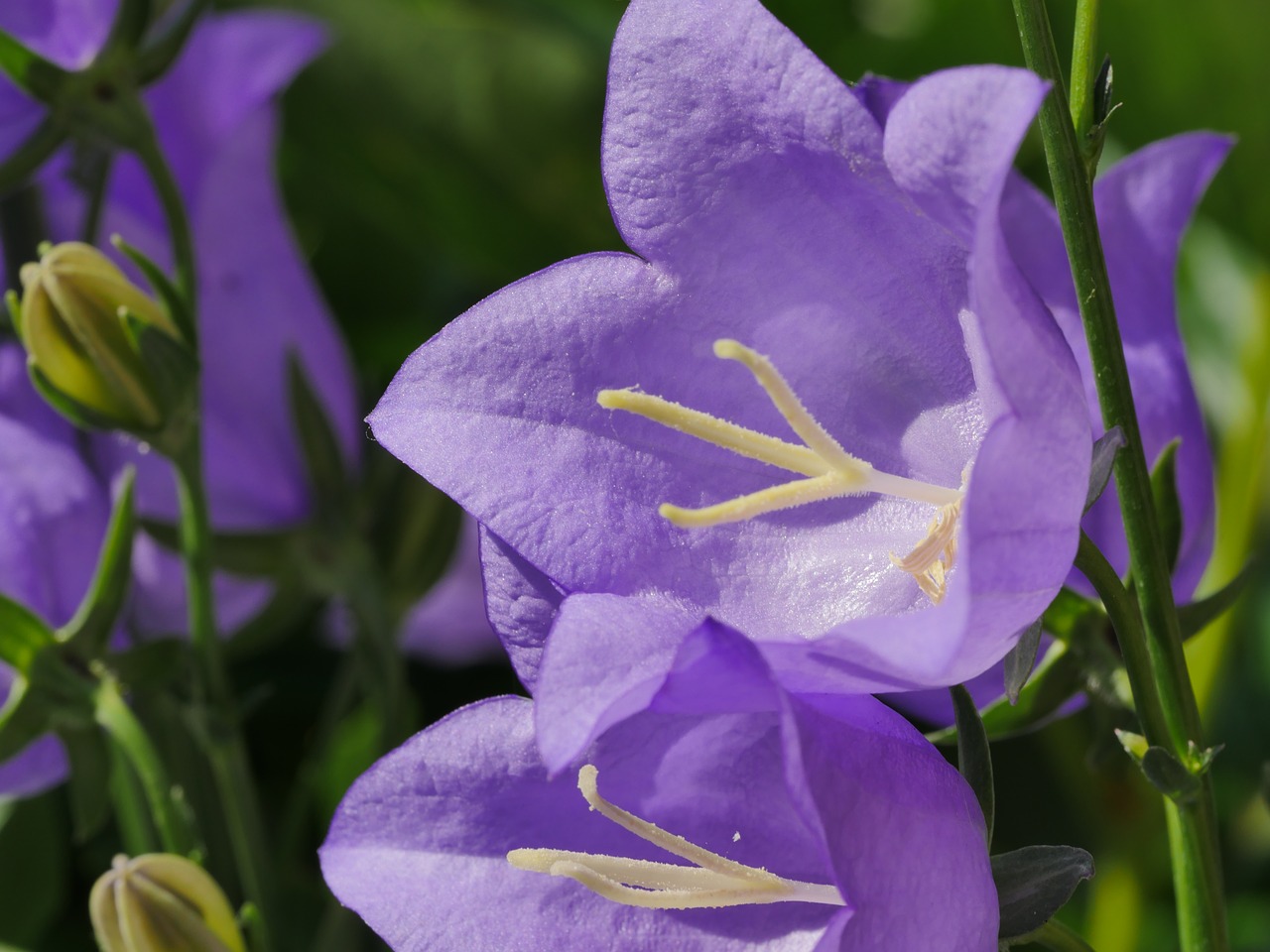 Varpelis,  Gėlės,  Gegužė,  Pavasaris,  Gėlė,  Violetinė,  Iš Arti,  Gėlių Sodas,  Violetine Mėlyna,  Sodas