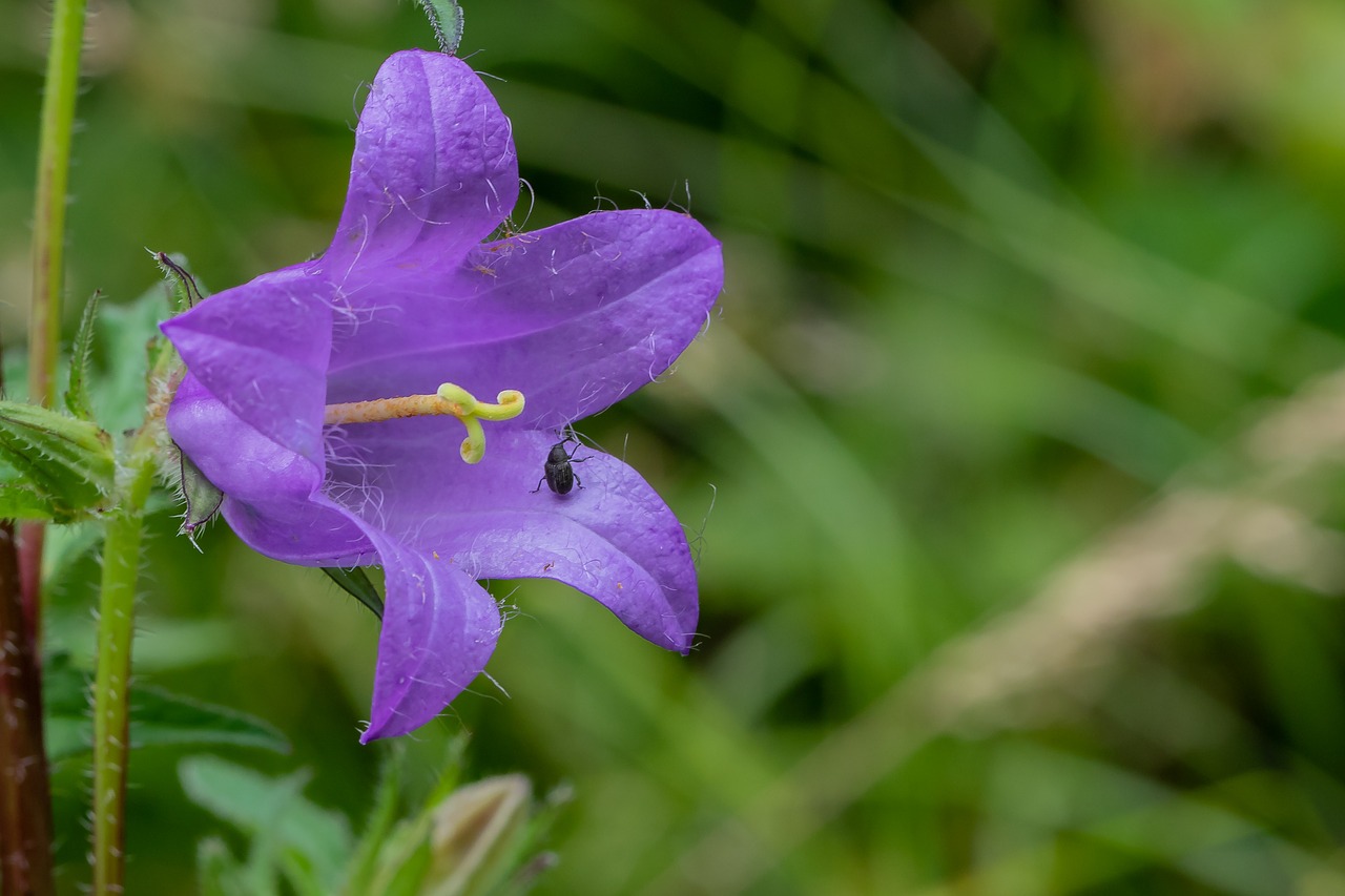 Varpelis,  Žiedas,  Žydi,  Pobūdį,  Makro,  Violetinė,  Vasara,  Žydi,  Violetinė,  Campanula