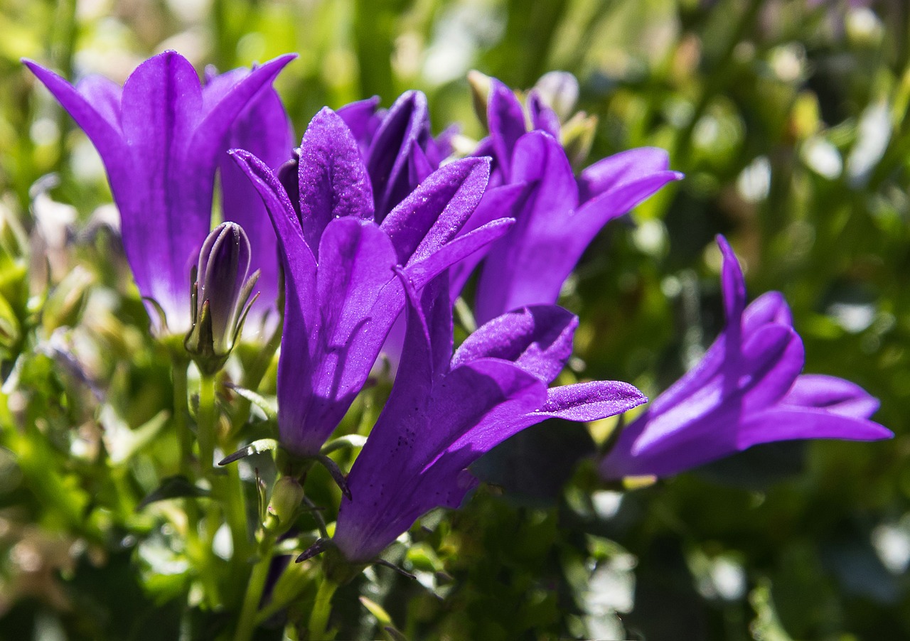 Varpelis,  Augalų,  Dekoratyvinis Augalas,  Violetinė,  Floros,  Pobūdį,  Gėlė,  Gėlės,  Vasara, Nemokamos Nuotraukos