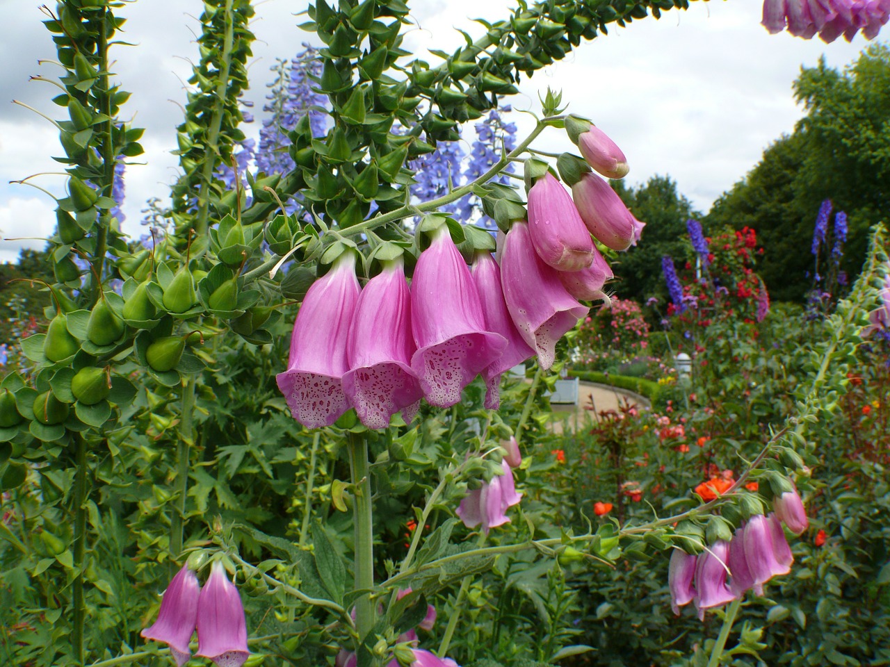 Varpelė, Rožinis, Žydėti, Augalas, Gėlės, Violetinė, Flora, Botanika, Sodo Augalas, Sodas