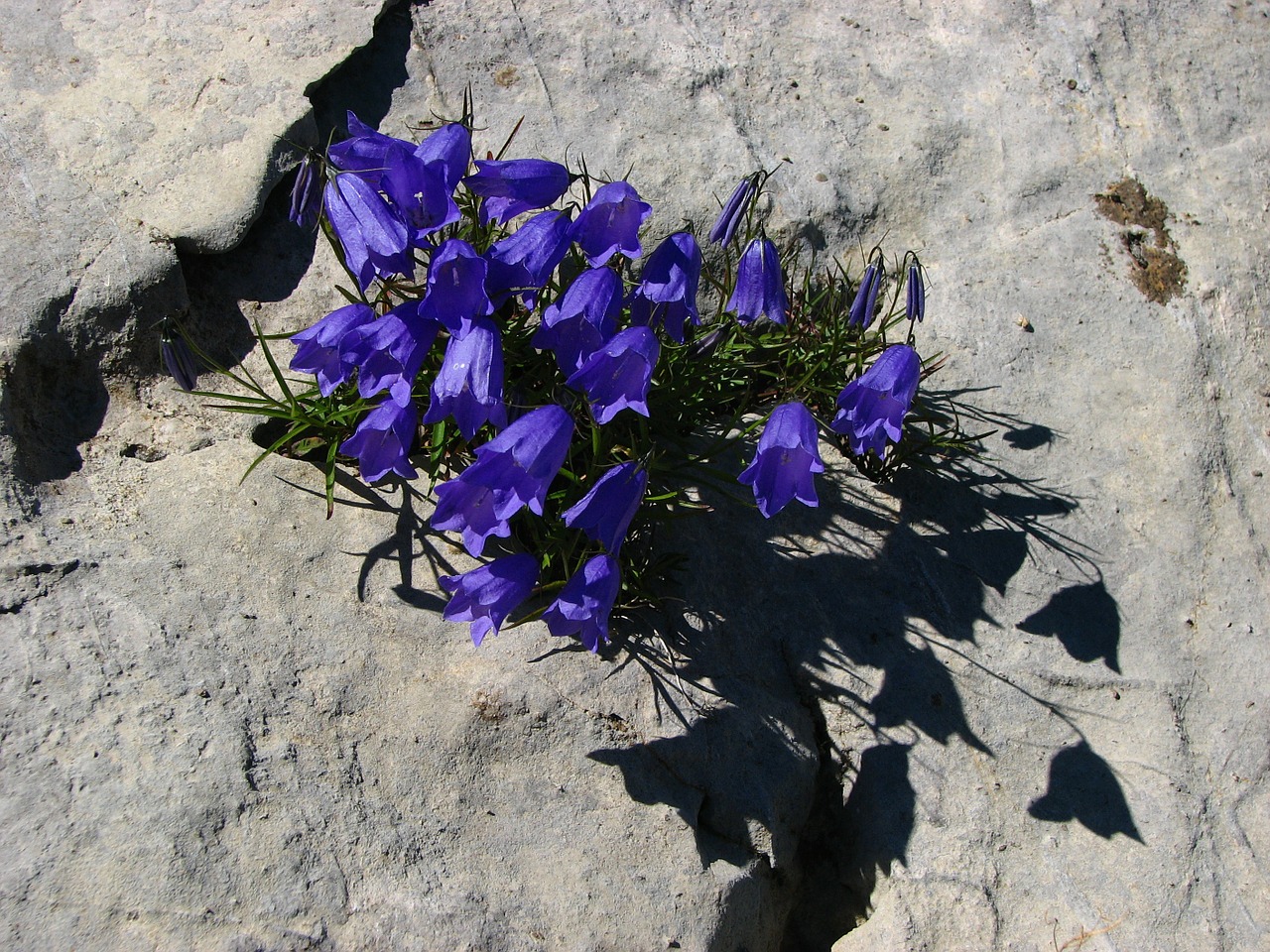 Varpelė, Mėlynas, Alpių Gėlė, Akmens Dugnas, Gėlė, Alpių Augalas, Laukinė Gėlė, Violetinė, Maža Bellflower, Smulki Bellflower