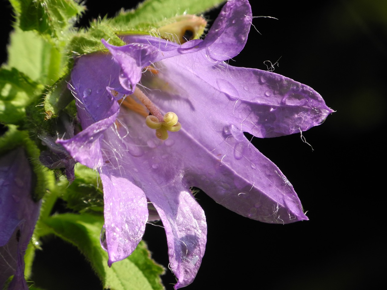 Varpelė, Violetinė, Žiedas, Žydėti, Violetinė, Uždaryti, Nemokamos Nuotraukos,  Nemokama Licenzija