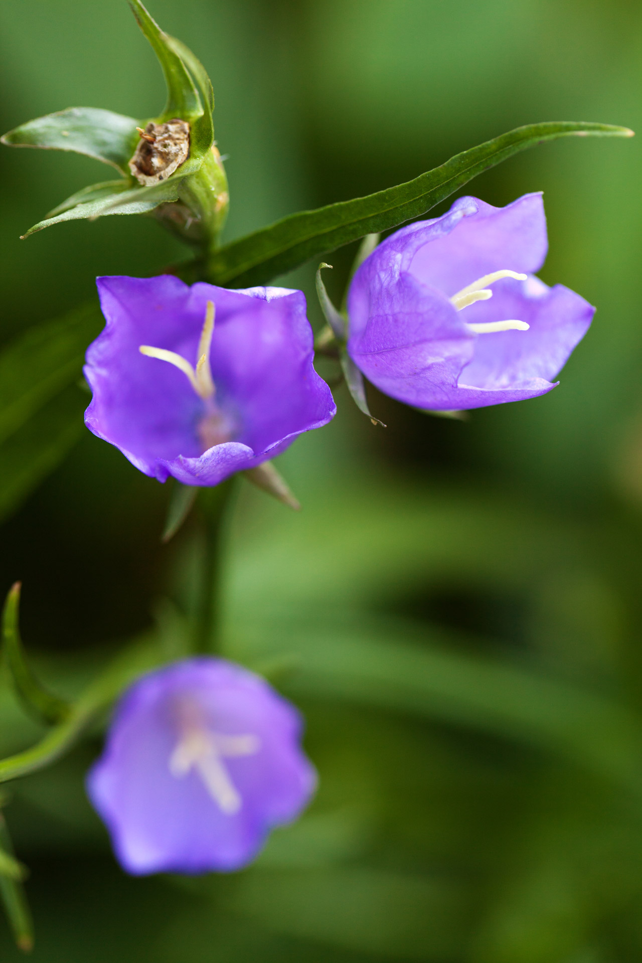 Varpas,  Varpelė,  Žydėti,  Žiedas,  Mėlynas,  Campanula,  Flora,  Gėlė,  Sodas,  Žalias