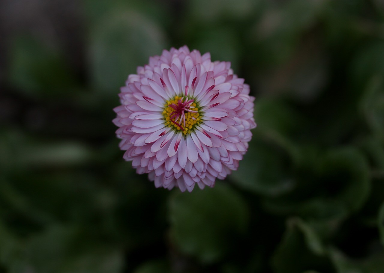 Bellis Perennis,  Gėlė,  Reikmenys,  Pavasaris,  Rožinis,  Žiedlapiai,  Be Honoraro Mokesčio, Nemokamos Nuotraukos,  Nemokama Licenzija