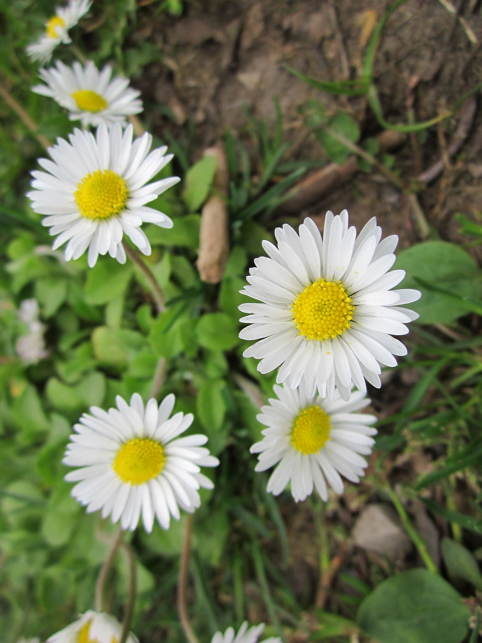 Bellis Perennis,  Anglų Daisy,  Bendra Daisy,  Vejos Darželis,  Žaizdas,  Sumuštinis,  Flora,  Wildflower,  Daisy,  Rūšis