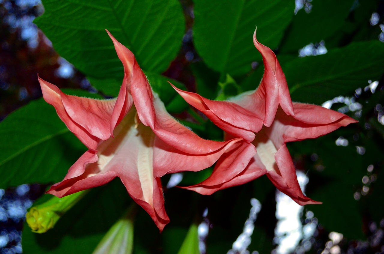 Varpai, Gėlė, Žvaigždės, Dobilo Piktžolių Medis, Brugmansia, Augalas, Rožinis, Haliucinogenas, Scopolaminas, Nemokamos Nuotraukos