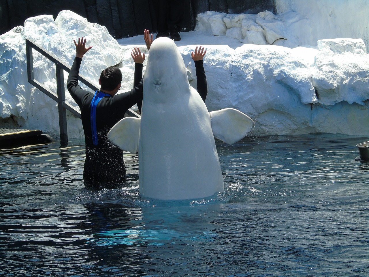 Beluga,  Vandens,  Gyvūnas,  Akvariumas,  Zoologijos Sode, Nemokamos Nuotraukos,  Nemokama Licenzija