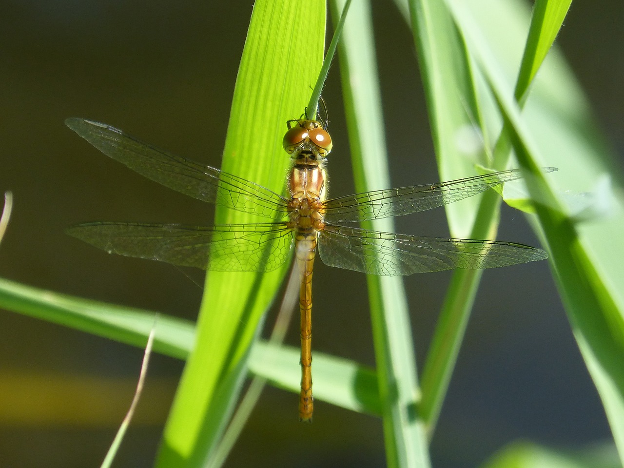 Bélula,  Geltonos Laumžirgis,  Duomenys,  Sparnuotas Vabzdžių,  Cordulegaster Boltonii,  Skaidrūs Sparnai, Nemokamos Nuotraukos,  Nemokama Licenzija