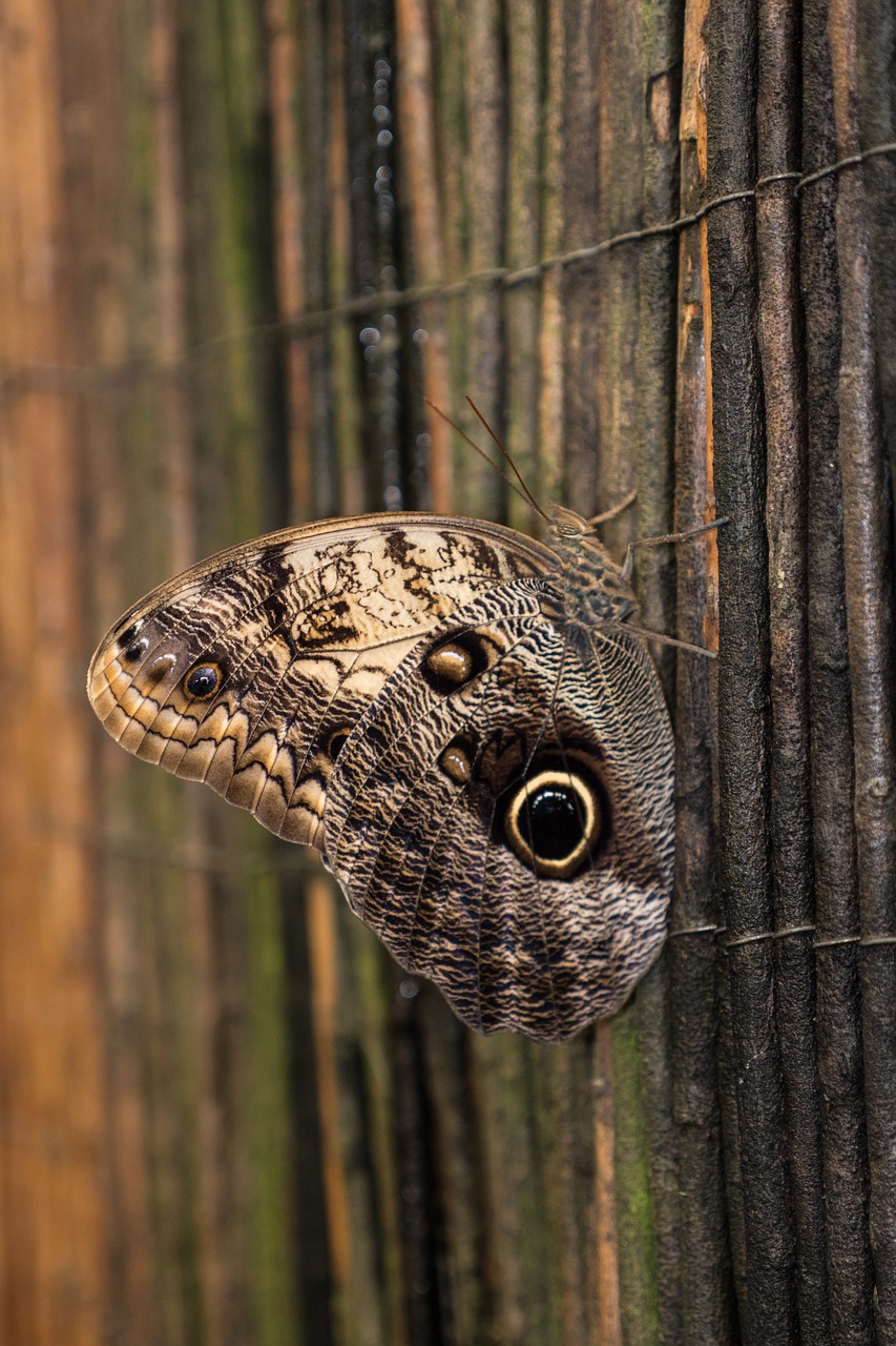 Benalmádena Mariposario, Benalmádena, Malaga, Ispanija, Drugelis, Lapai, Žalias, Makro, Vabzdžiai, Gamta