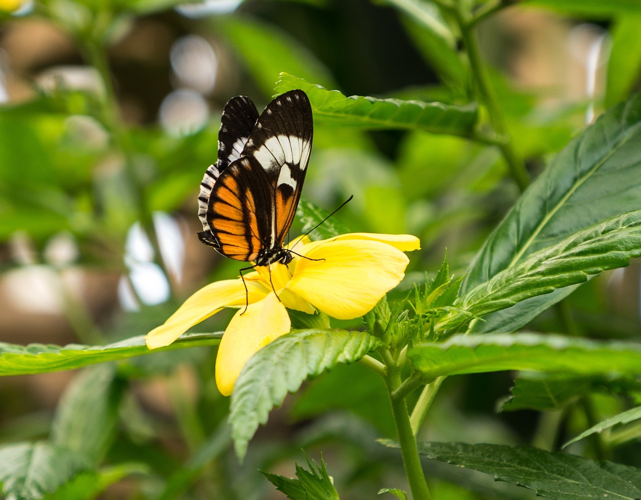 Benalmádena Mariposario, Benalmádena, Malaga, Ispanija, Drugelis, Lapai, Žalias, Makro, Vabzdžiai, Gamta