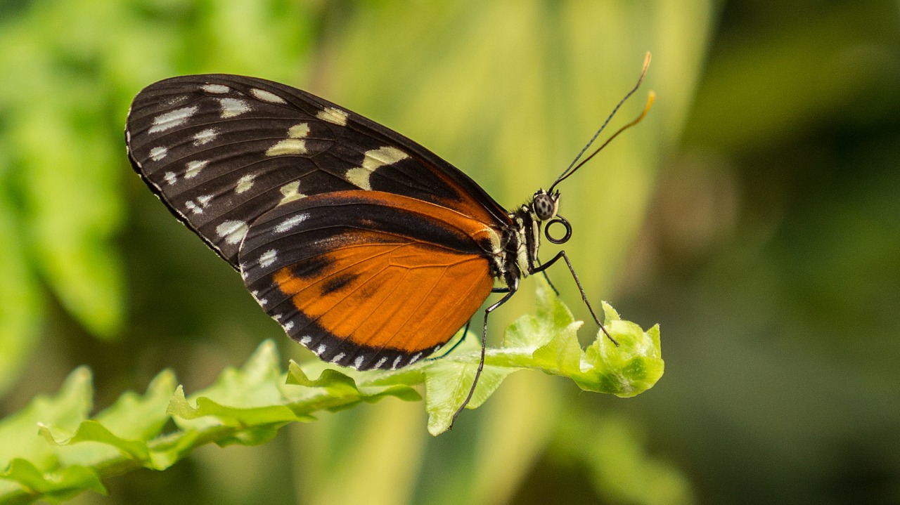 Benalmádena Mariposario, Benalmádena, Malaga, Ispanija, Drugelis, Lapai, Žalias, Makro, Vabzdžiai, Gamta