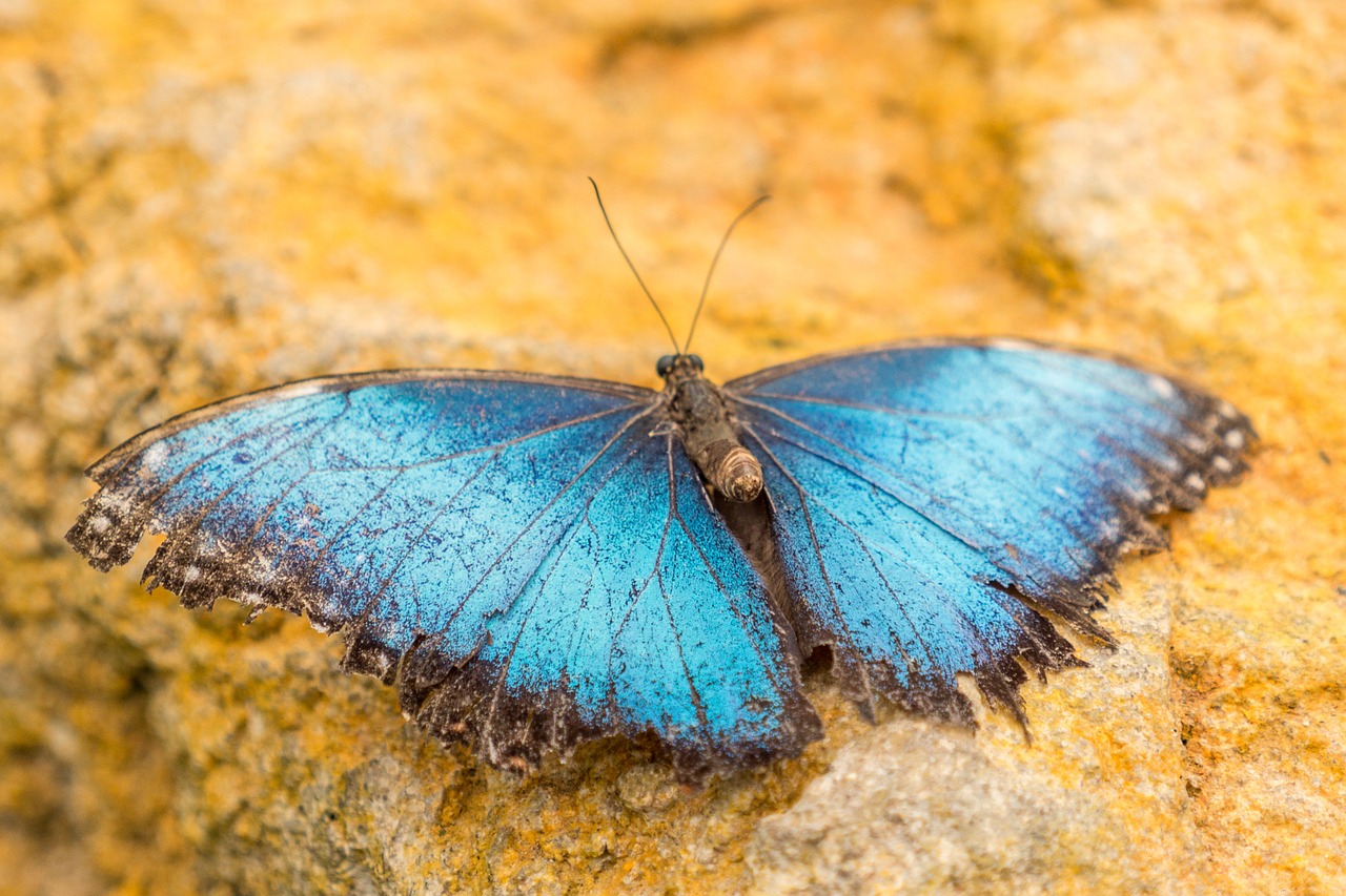 Benalmádena Mariposario, Benalmádena, Malaga, Ispanija, Drugelis, Lapai, Žalias, Makro, Vabzdžiai, Gamta