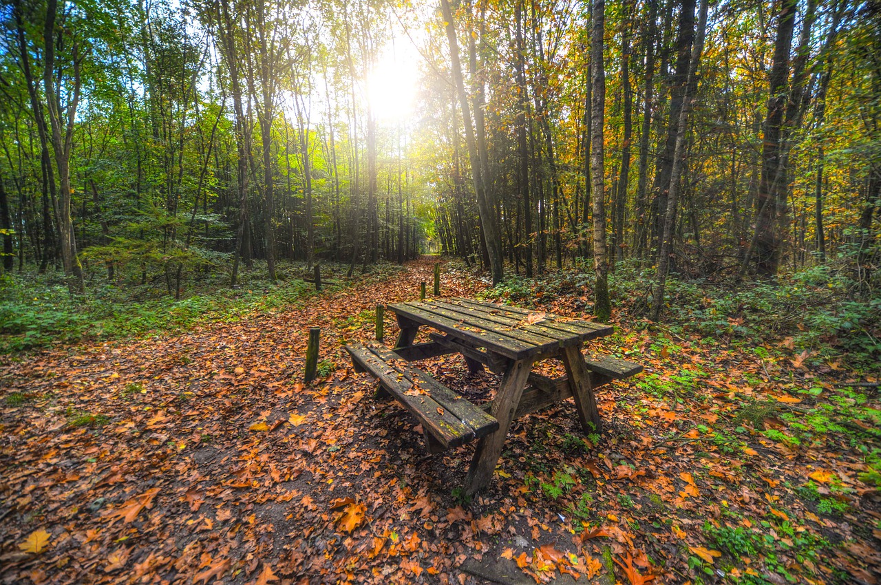 Stendas, Miškas, Iškylai, Gamta, Parkas, Kraštovaizdis, Medis, Žalias, Lauke, Mediena