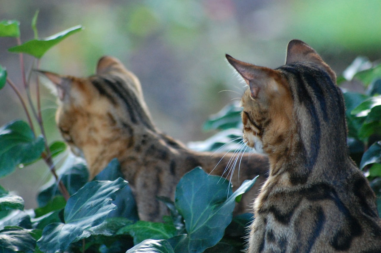 Bengalų Katė, Kačių, Naminis Gyvūnėlis, Žiūri, Nemokamos Nuotraukos,  Nemokama Licenzija