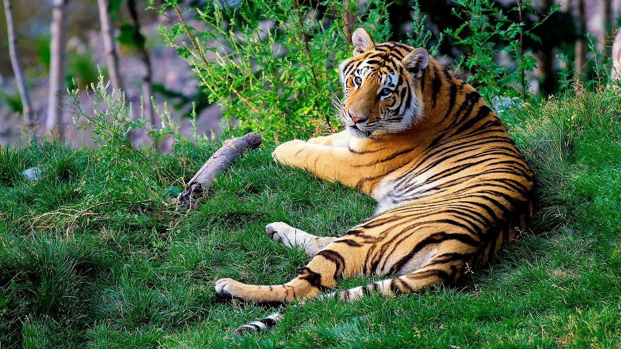 Bengališkas Tigras, Tigras, Miškininkystė, Бенгальский, Laukinė Gamta, Katė, Gyvūnas, Laukiniai, Žinduolis, Didelis